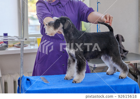 Miniature schnauzer standing on a table after pedigree grooming in an animal salon Miniature schnauzer standing on a table after pedigree grooming in an animal salon 92615618