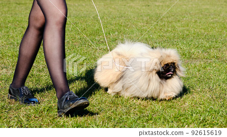Beautiful Pekingese on a walk runs next to the dog owner Beautiful Pekingese on a walk runs next to the dog owner 92615619