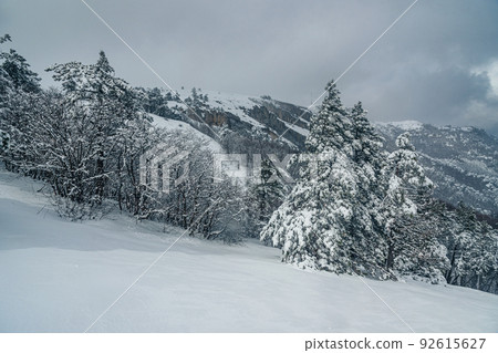 Snow covered forest on hillside of mountain Ai-Petri after blizzard. Crimea Snow covered forest on hillside of mountain Ai-Petri after blizzard. Crimea 92615627