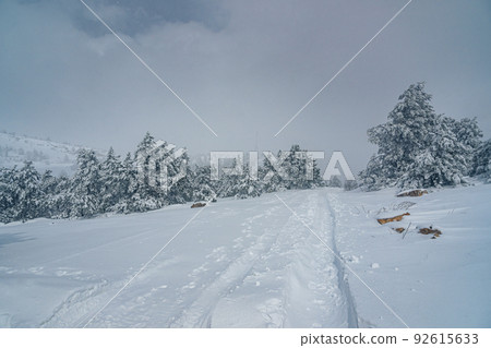 Snow covered forest on top of mountain Ai-Petri after blizzard. Crimea Snow covered forest on top of mountain Ai-Petri after blizzard. Crimea 92615633