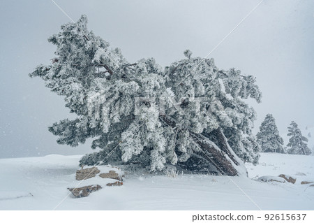 Snow covered pine tree on mountain Ai-Petri after blizzard. Crimea Snow covered pine tree on mountain Ai-Petri after blizzard. Crimea 92615637