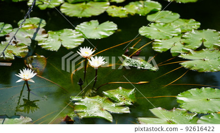 Flower fairy floating on the water / Ashikaga Flower Park Flower fairy floating on the water / Ashikaga Flower Park 92616422