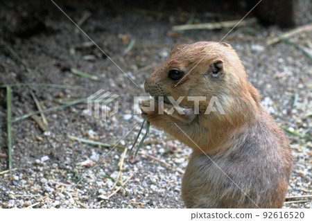Prairie dog children eating 92616520