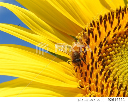 來到向日葵的“西方蜜蜂” 92616531