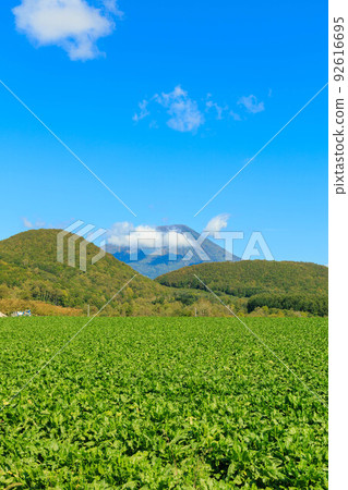 天氣好的田野和羊蹄山“秋天的北海道” 92616695