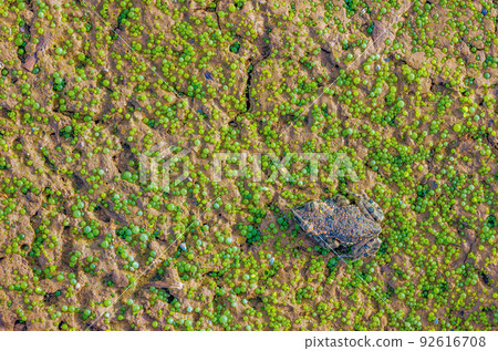 European green toad - Bufotes viridis hiding on a Volvox colony European green toad - Bufotes viridis hiding on a Volvox colony 92616708