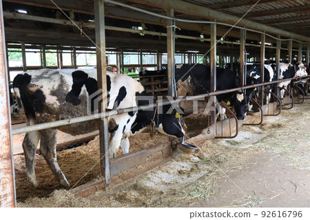 Cattle in the barn Cattle in the barn 92616796