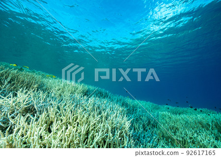 Ogasawara Chichijima Ice-making coast eda coral Ogasawara Chichijima Ice-making coast eda coral 92617165