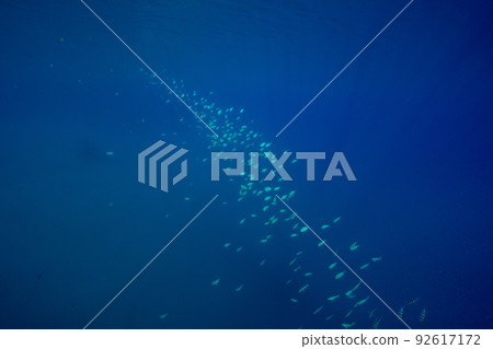 Ogasawara Chichijima Ice Coast Loxens Damselfish Flock 92617172