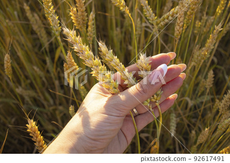 Close-up woman's hands hold ears of wheat, rye in a wheat, rye field. A woman's hand holds ripe ears of cereals on a blurred background of a grain field. View from above. Harvest concept. Close-up woman's hands hold ears of wheat, rye in a wheat, rye field. A woman's hand holds ripe ears of cereals on a blurred background of a grain field. View from above. Harvest concept. 92617491