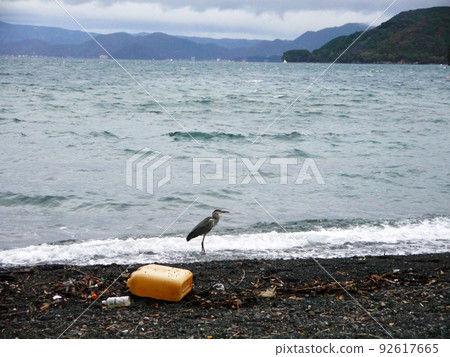 Gray heron and marine debris 92617665