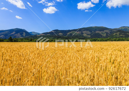 Gold wheat field on mountains background. Ripening ears of meadow wheat field 92617672