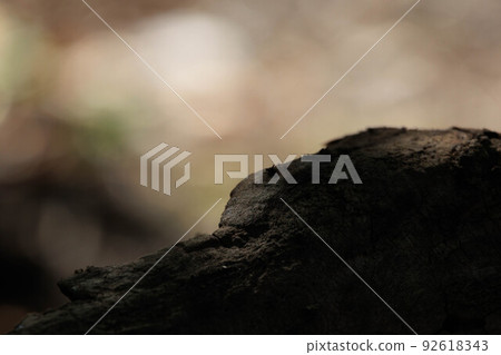 The edge of a fallen tree "Autumn Hokkaido" 92618343