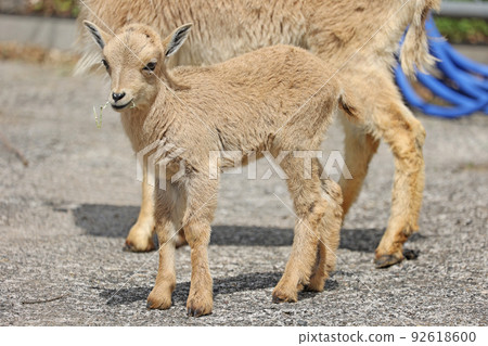 Barbary sheep baby Barbary sheep baby 92618600