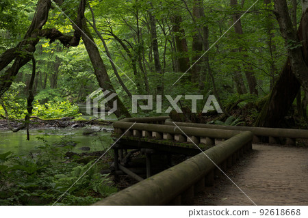 Early summer Oirase Gorge, early morning (Towada City, Aomori Prefecture) 92618668