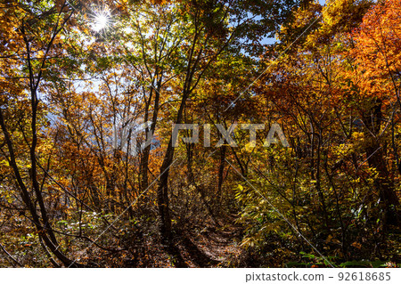 Hakusan National Park in autumn colors, Jaya Nature Observation Road 92618685