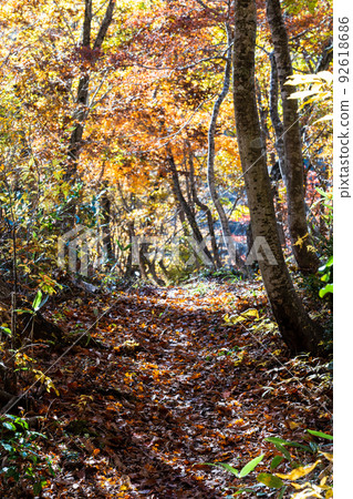 Hakusan National Park in autumn colors, Jaya Nature Observation Road Hakusan National Park in autumn colors, Jaya Nature Observation Road 92618686