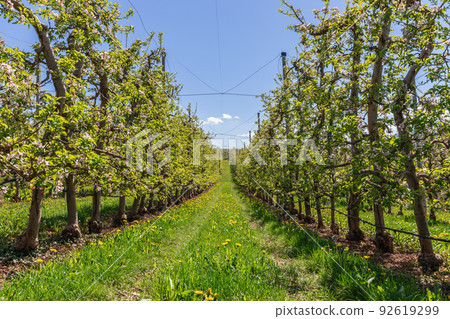 Beautiful long alley of parallel rows of apple blossoming trees with emerald grass 92619299