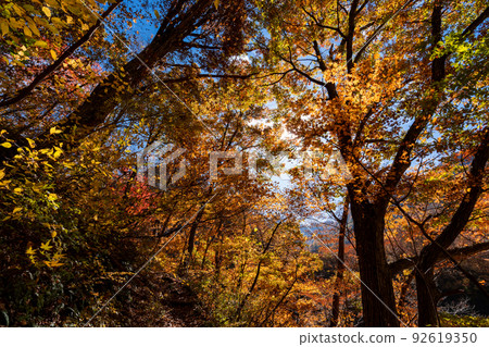 Hakusan National Park in autumn colors, Jaya Nature Observation Road Hakusan National Park in autumn colors, Jaya Nature Observation Road 92619350