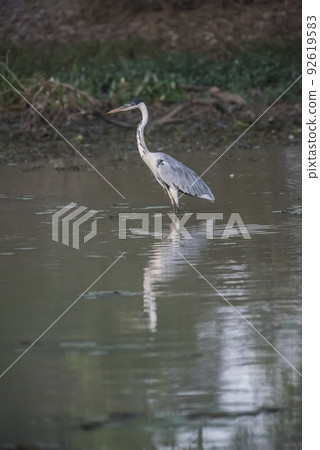 Cocoi Heron in wetland environment, Pantanal, Brazil Cocoi Heron in wetland environment, Pantanal, Brazil 92619583