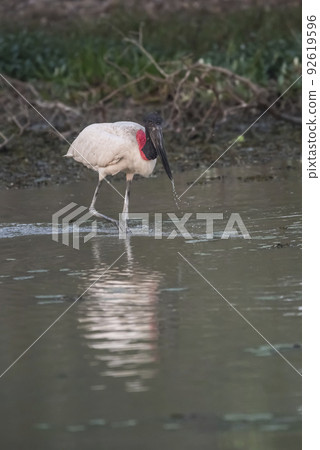 Jabiru fishing, Pantanal, Brazil Jabiru fishing, Pantanal, Brazil 92619596