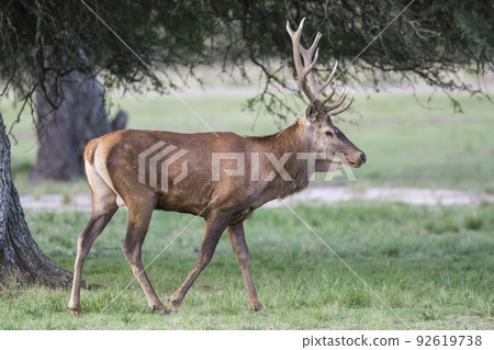 Red deer rut season, La Pampa, Argentina Red deer rut season, La Pampa, Argentina 92619738