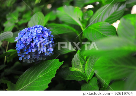 繡球花季結束 92619764