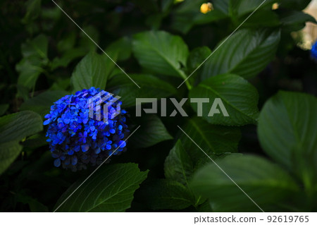 The end of the hydrangea season The end of the hydrangea season 92619765