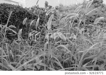 grassland grassland grass grassland grassland grass 92619771