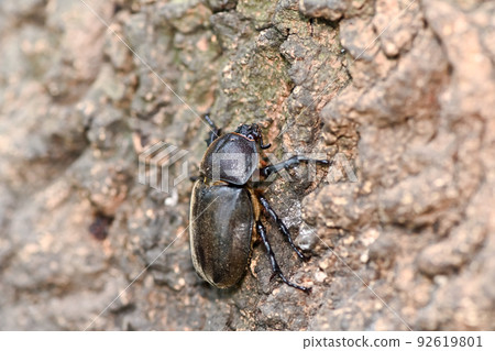 Beetle (female) Beetle (female) 92619801