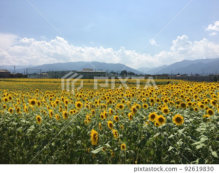 信州松本平Alpico Kotsu Kitashin•松本大學前站附近的向日葵田---第2部分 92619830