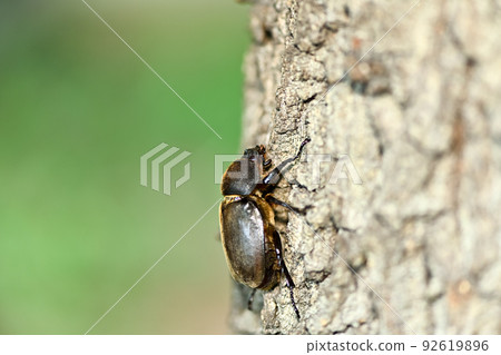 甲殼蟲（女） 92619896