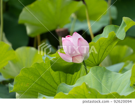 花語“蓮花語”浮雕、清心、神聖 庫存照片 92620094