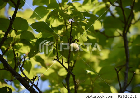 Plum fruit on the tree Plum fruit on the tree 92620211