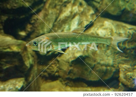 鯪魚、石斑魚、久喜早、赤原磯 鯪魚、石斑魚、久喜早、赤原磯 92620457