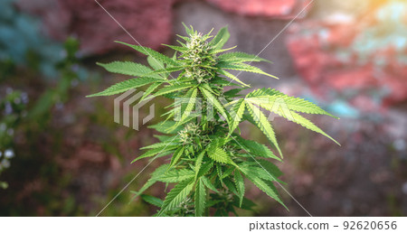 Blooming marijuana. Growing cannabis. Leaf of a medicinal plant. Harvest a blooming indica. Pot with natural herbs. Blooming marijuana. Growing cannabis. Leaf of a medicinal plant. Harvest a blooming indica. Pot with natural herbs. 92620656