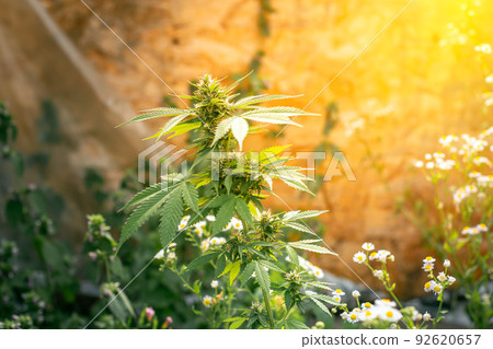 Blooming marijuana. Growing cannabis. Leaf of a medicinal plant. Harvest a blooming indica. Pot with natural herbs. Blooming marijuana. Growing cannabis. Leaf of a medicinal plant. Harvest a blooming indica. Pot with natural herbs. 92620657