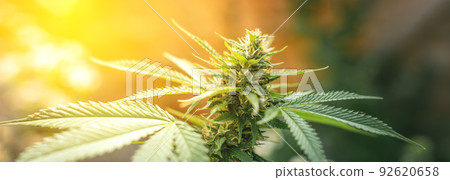 Blooming marijuana. Growing cannabis. Leaf of a medicinal plant. Harvest a blooming indica. Pot with natural herbs. 92620658