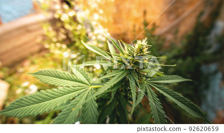 Blooming marijuana. Growing cannabis. Leaf of a medicinal plant. Harvest a blooming indica. Pot with natural herbs. Blooming marijuana. Growing cannabis. Leaf of a medicinal plant. Harvest a blooming indica. Pot with natural herbs. 92620659