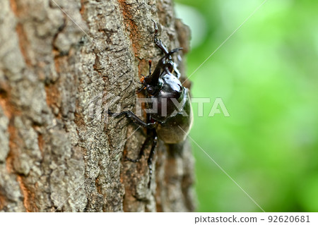 甲蟲 甲蟲 92620681