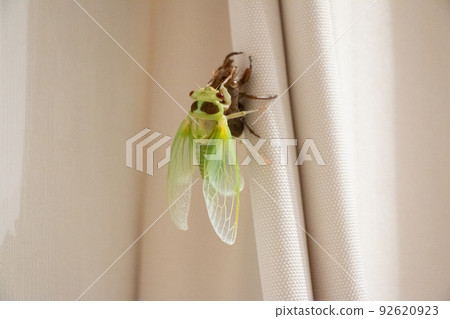 Cicadas emerging 92620923