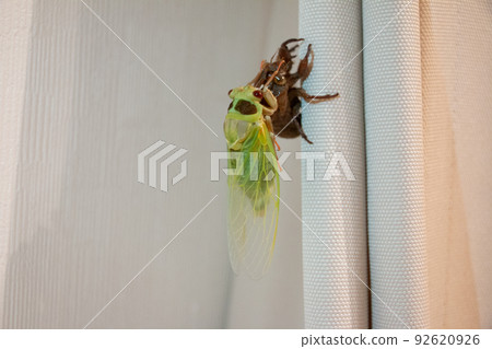 Cicadas emerging Cicadas emerging 92620926