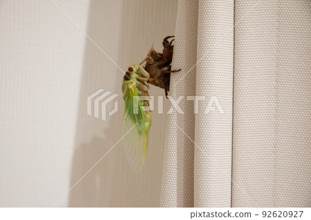 蟬的出現及動物生態學/自然教育材料觀察 蟬的出現及動物生態學/自然教育材料觀察 92620927