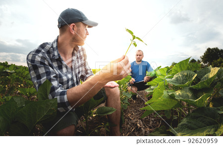 Two farmers in an agricultural field of sunflowers. Agronomist and farmer inspect potential yield Two farmers in an agricultural field of sunflowers. Agronomist and farmer inspect potential yield 92620959