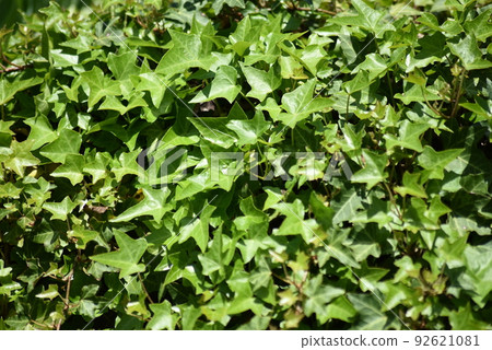 一側的常春藤 92621081