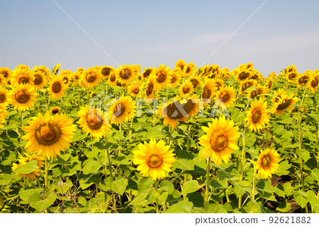 Kharkov, Ukraine. Sunflower fields with sunflower are blooming on the background of the sky on sunny days and hot weather. Sunflower is a popular field planted for vegetable oil production. 92621882