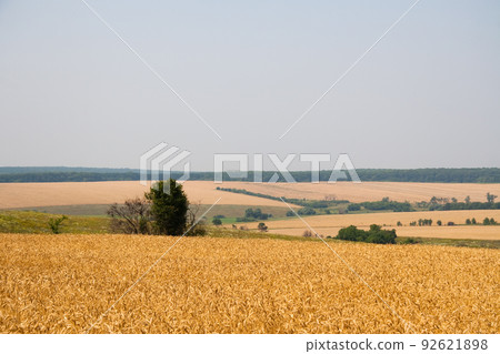 Kharkiv, Ukraine. Golden wheat ripens in an agricultural field where cereals are harvested. Golden grain grains. Kharkiv, Ukraine. Golden wheat ripens in an agricultural field where cereals are harvested. Golden grain grains. 92621898