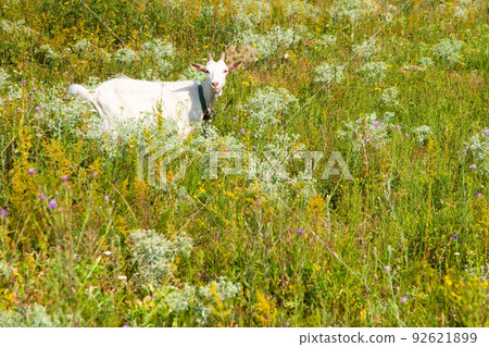 calf roaming free in the forest with a nature background for copy space calf roaming free in the forest with a nature background for copy space 92621899