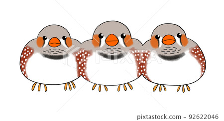 Zebra finch normal 92622046