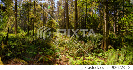 Lush Green Rain Forest in Pacific Northwest. MacMillan Provincial Park Lush Green Rain Forest in Pacific Northwest. MacMillan Provincial Park 92622060